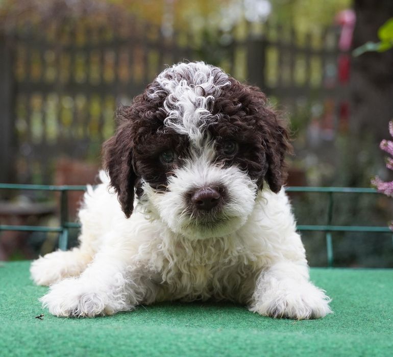 Lagotto Romagnolo-piękny  biało-brązowy piesek ZKwP/FCI