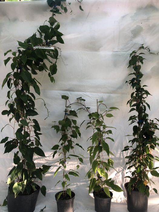 Актинідія в горщику