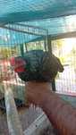 Vendo coquichas  novas