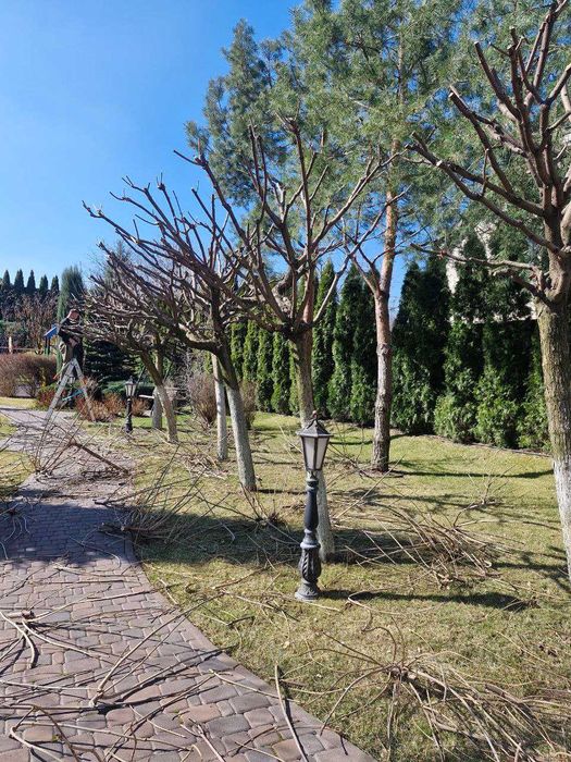 Стрижка декоративних дерев, кущів, хвойних рослин/Догляд за садом