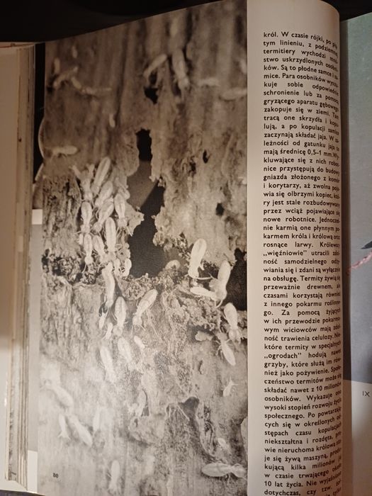 Wielki atlas owadów  - V. J. Stanek