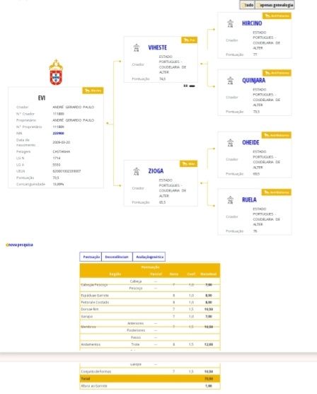Garanhão lusitano pontuado