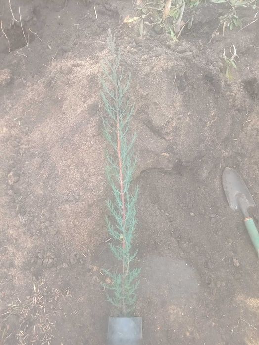 Кипарис аризонский