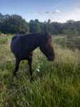 Vendo cavalo 10 anos