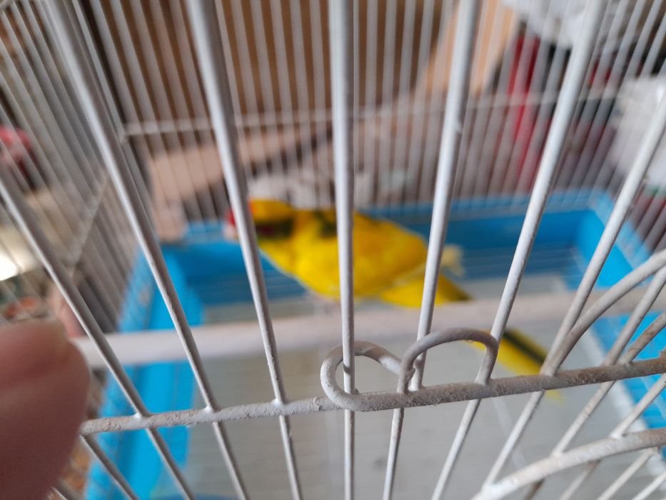 Gaiola grande como nova +lindíssima ave.