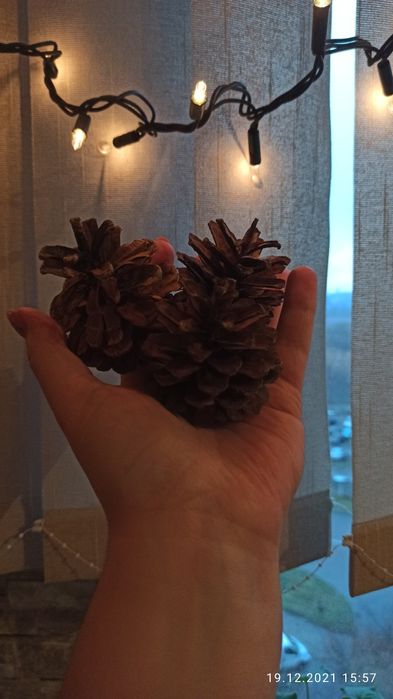 Шишки натуральні