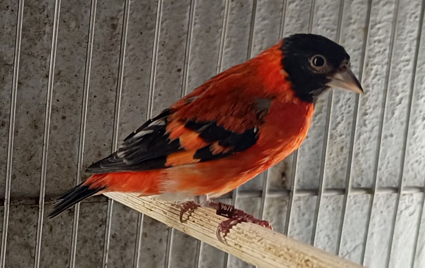 Cardinalitos Mutação