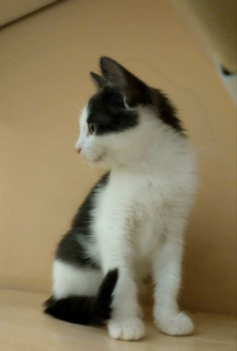 Красивий малиш кошеня 2,5 міс
