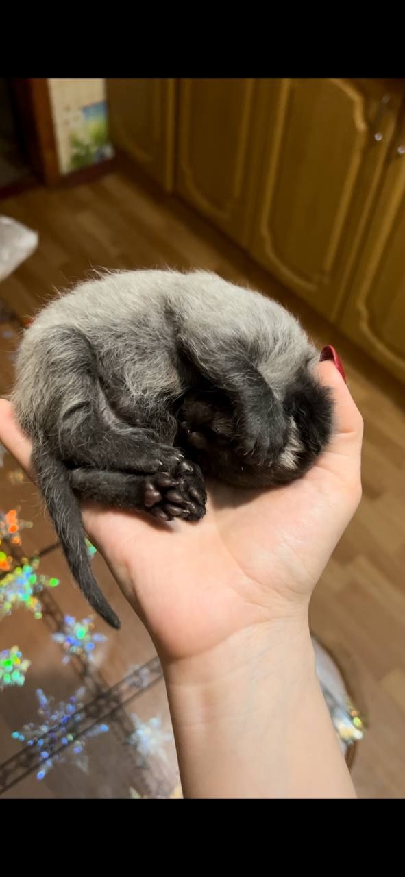 Віддам котика у добрі руки