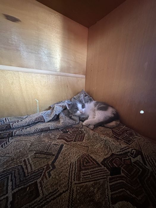 Котики шукають сімʼю