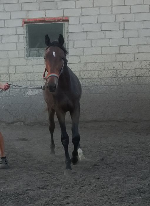 Ogierek 1,5 roku WLKP