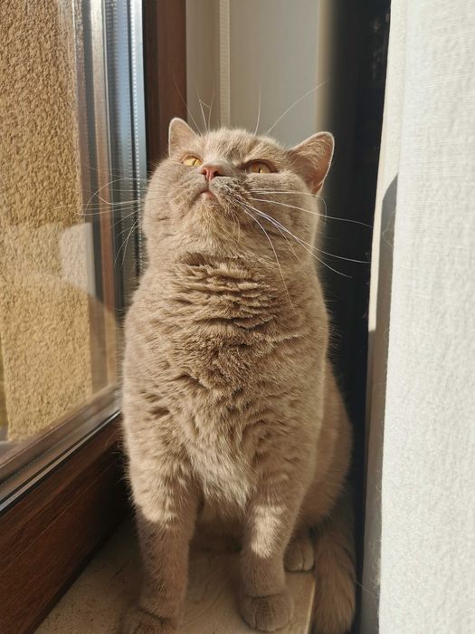 Płowa szylkretka w opcji pohodowlanej - hodowla Apollove.