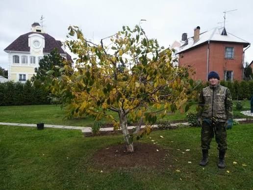 Садовник обрезка деревьев кустов,покос травы, обработка на сезон.