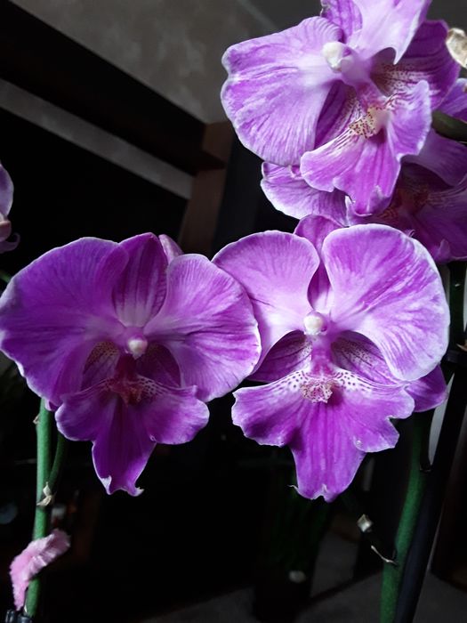 Рослина зі старих завозів не квітне