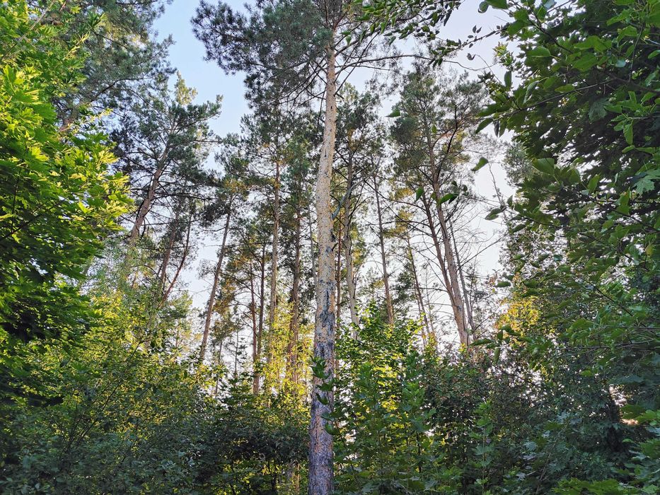 Місце мрії! 15 соток під забудову прямо в лісі, біля озера.