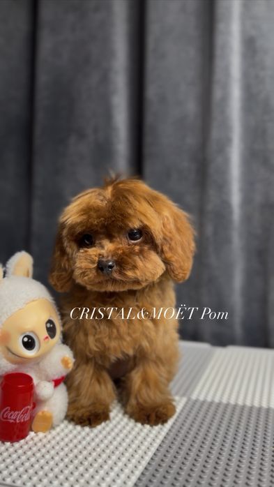 Мальчик Кавапу(мальтипу)Родители Китай.Микро размер.редбраун,бебифейс