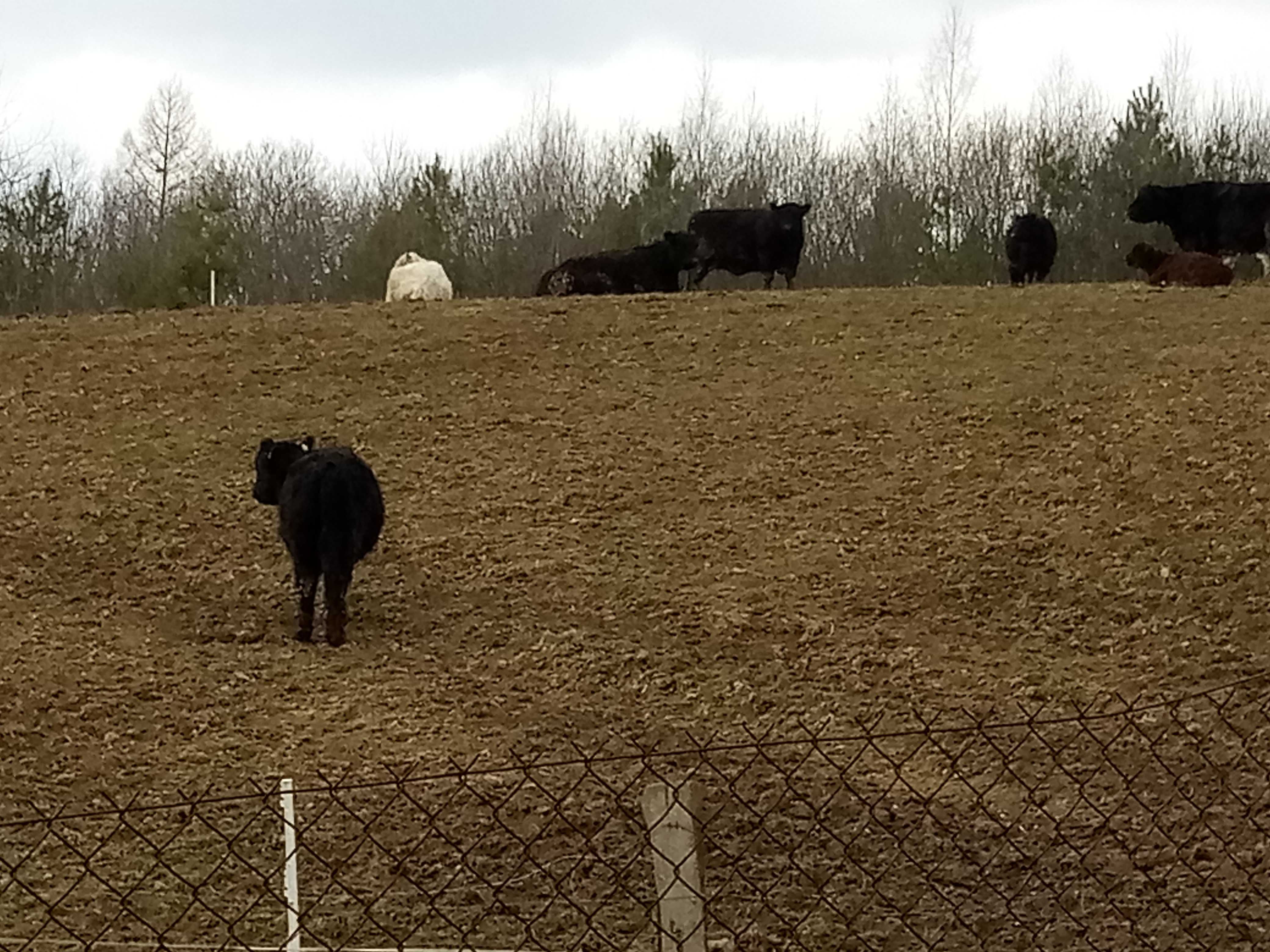 Krowy. rasy Galloway w jakości ekologicznej