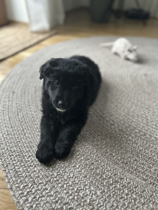 COLTRIEVER-Golden Retriever+Border Collie Jedyne w Polsce Do Odbioru