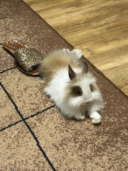 Кролик декоративний в добрі і відповідальні руки