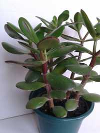 Planta Jade em Vaso 14 cm
