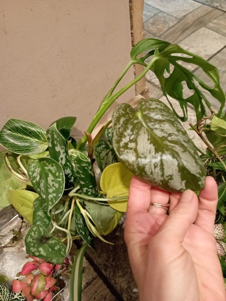 Duży zestaw roalin do terarrium vivarium itp.