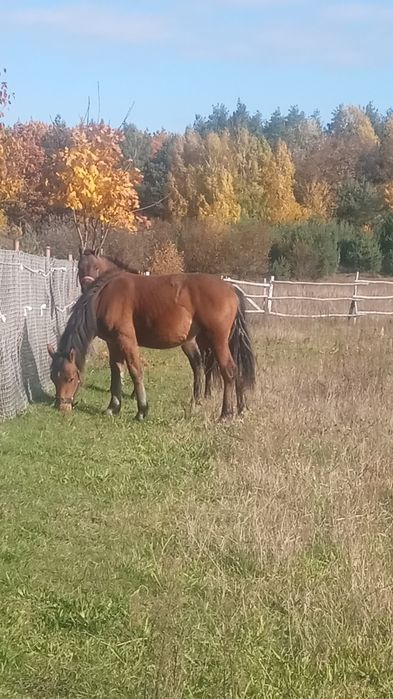 Sprzedam lub zamienię źrebaka i klacz huculska