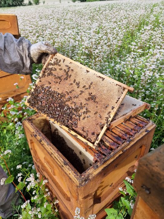 Miód z własnej pasieki Pasieka Wilga