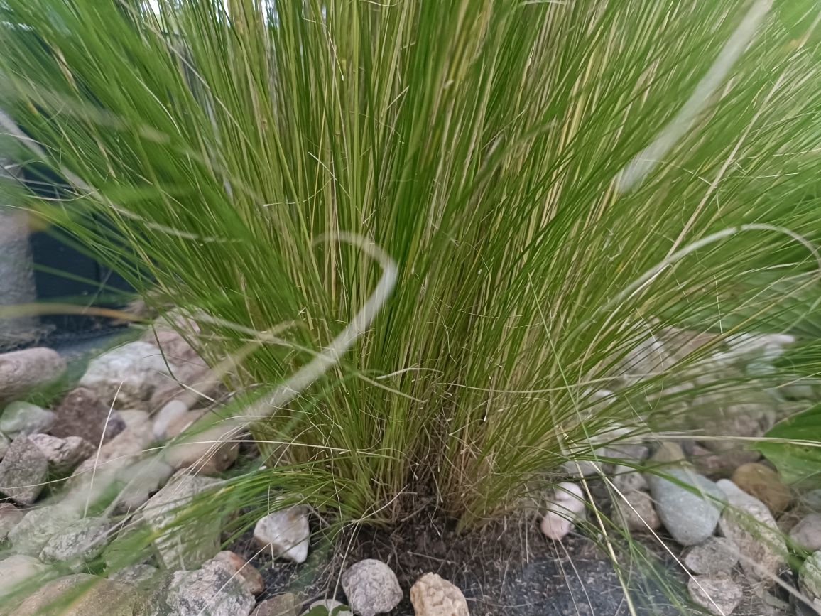 Stipa pony tailis stipa koński ogon duże sadzonki