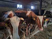 krowy jałówki mleczne z pod oceny, zdrowe z własnej hodowli
