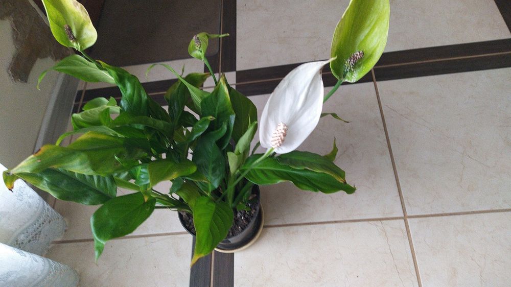 Вазон спатифіліум