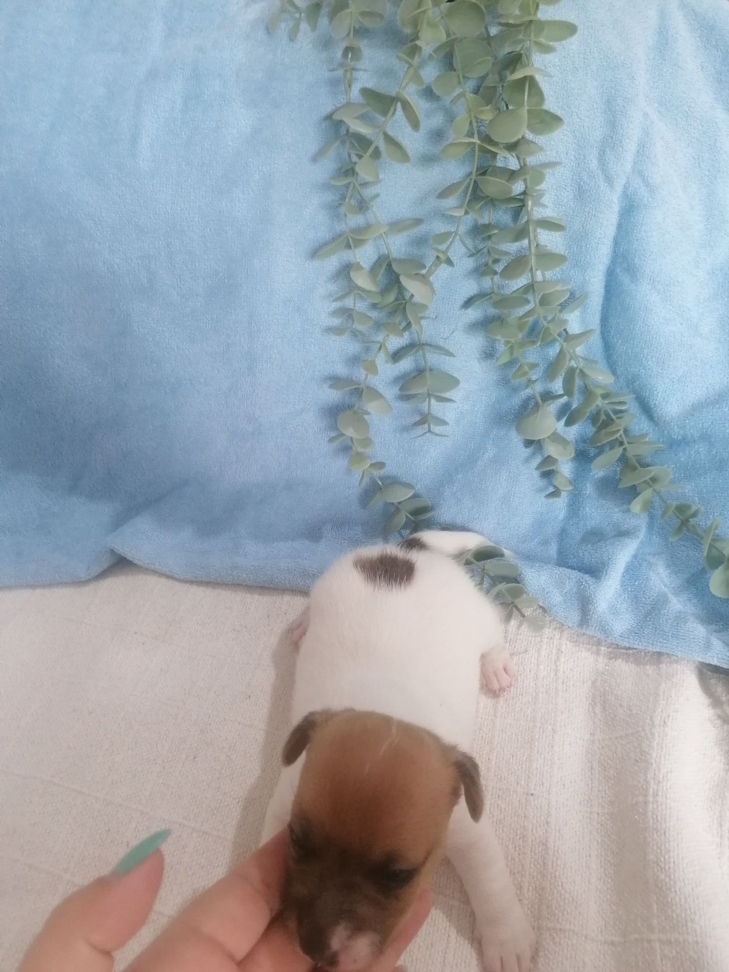 Jak Russell terrier