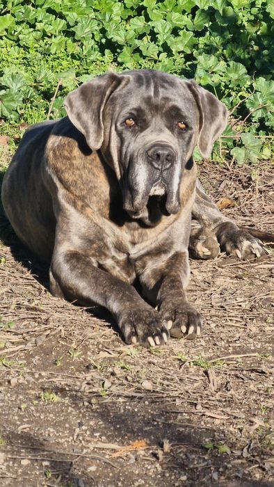 Cane Corso Italiano