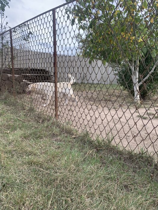 Дівчинка Палевого Лабрадора