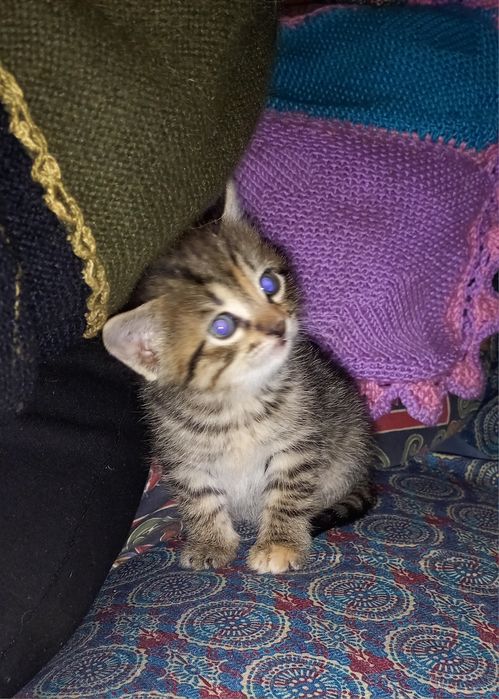 Адольф, Багіра, Васьок і компанія шукають родину!