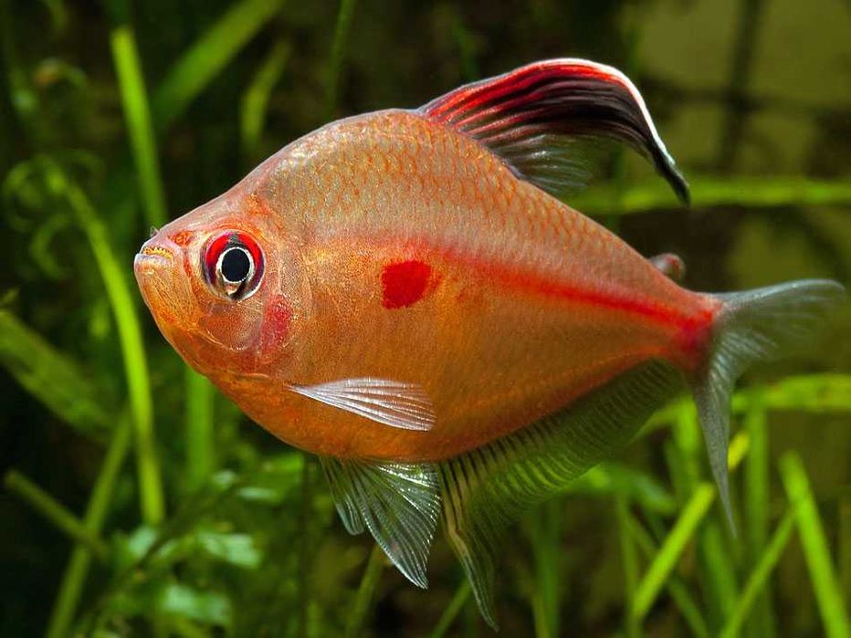 MISIEKZOO Kąsaczowate - Bystrzyk Perez tylko 13 zł