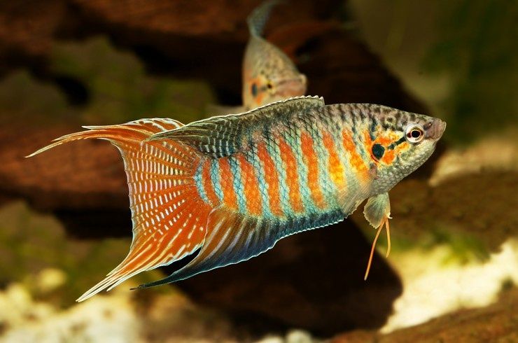 Peixe do paraíso - Macropodus opercularis - um dos primeiros peixes de