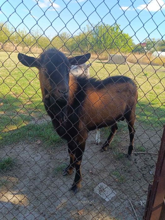 Продам Козла альпійського