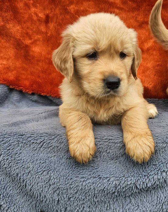 Golden Retriever - złoty szczeniak