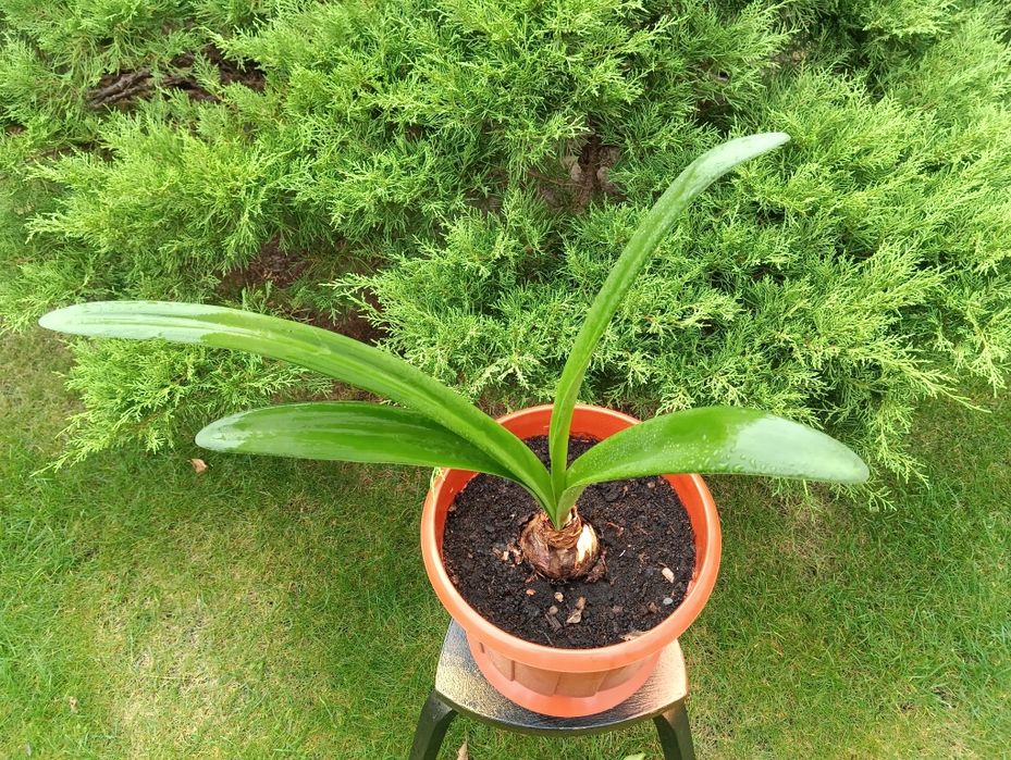 лекарственное растение индийский лук - птицемлечник и Гипераструм