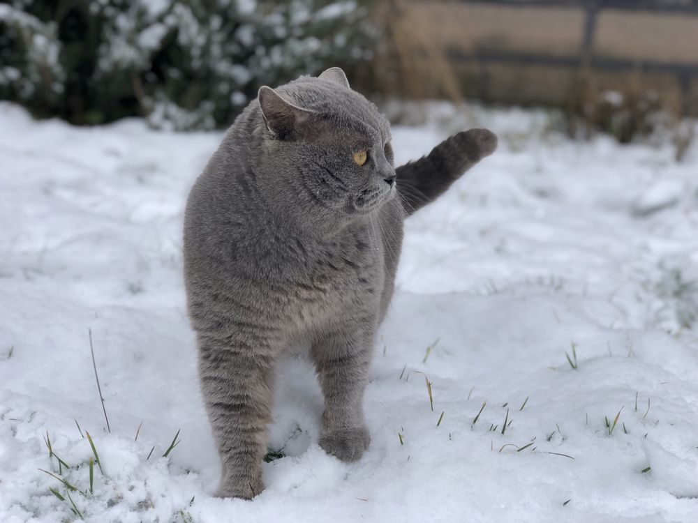 Шотландський прямовухий на в‘язку