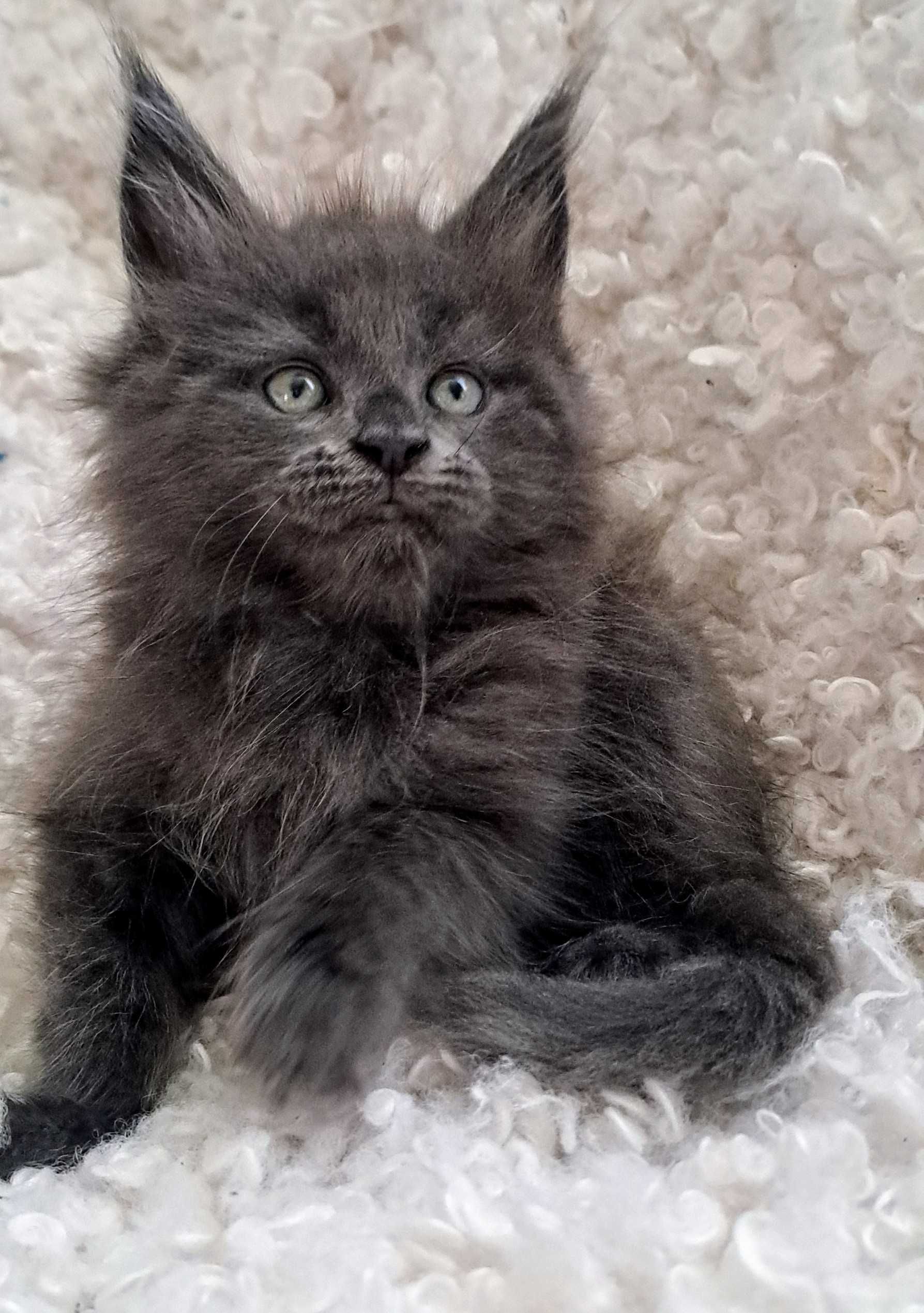 Wyjątkowy Maine Coon