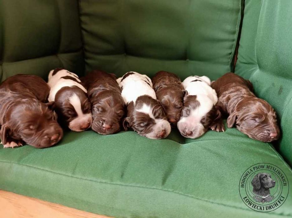 Płochacz niemiecki Wachtelhund