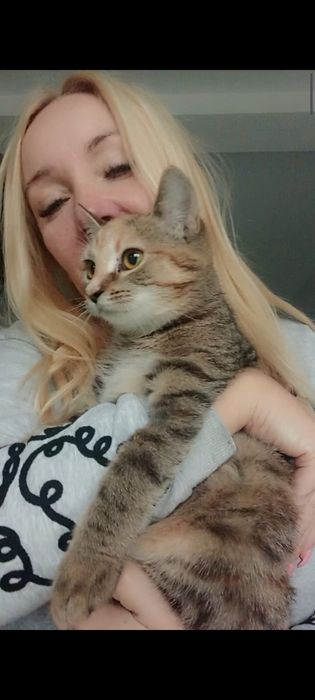 3miesięczna kotka szuka domu niewychodzącego