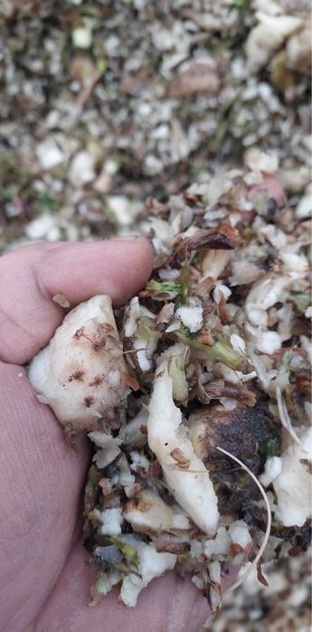 Wyslodki. Korzonki buraczane