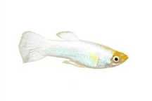 HC Gupik platinium snow white samce