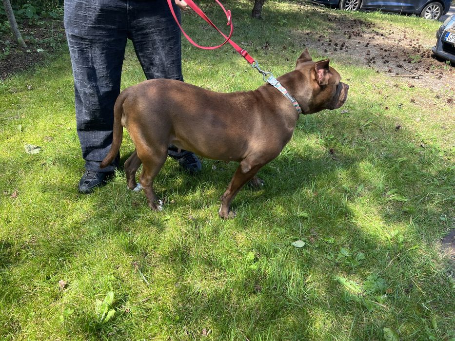 Sunia Coco rasy Pit Bull szuka domku