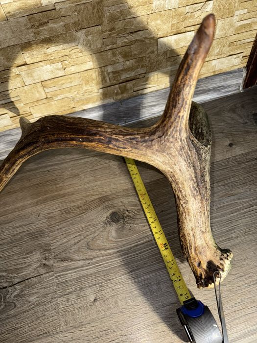 Продам Рог оленя