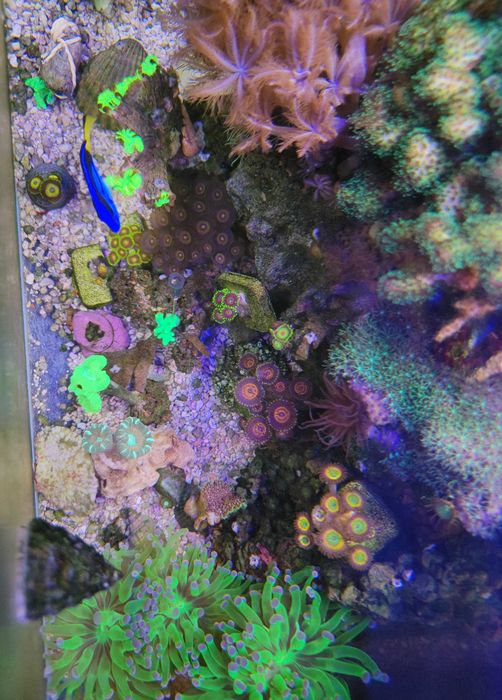 Akwarium morskie z koralowcami i uruchomieniem prezent pod choinkę