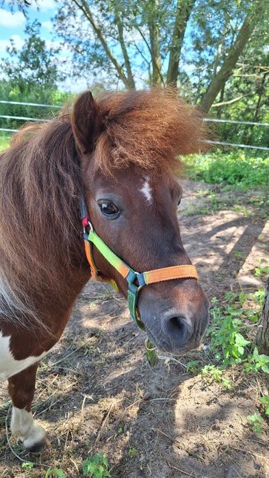 Kucyk Ogierek Wojtek