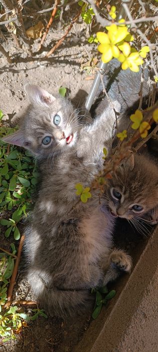 Котики безкоштовно